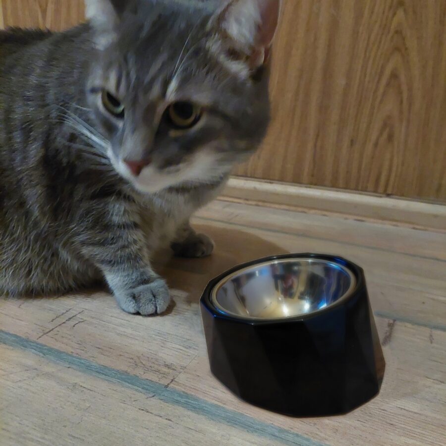 Cat Bowl / Black / 15 cm