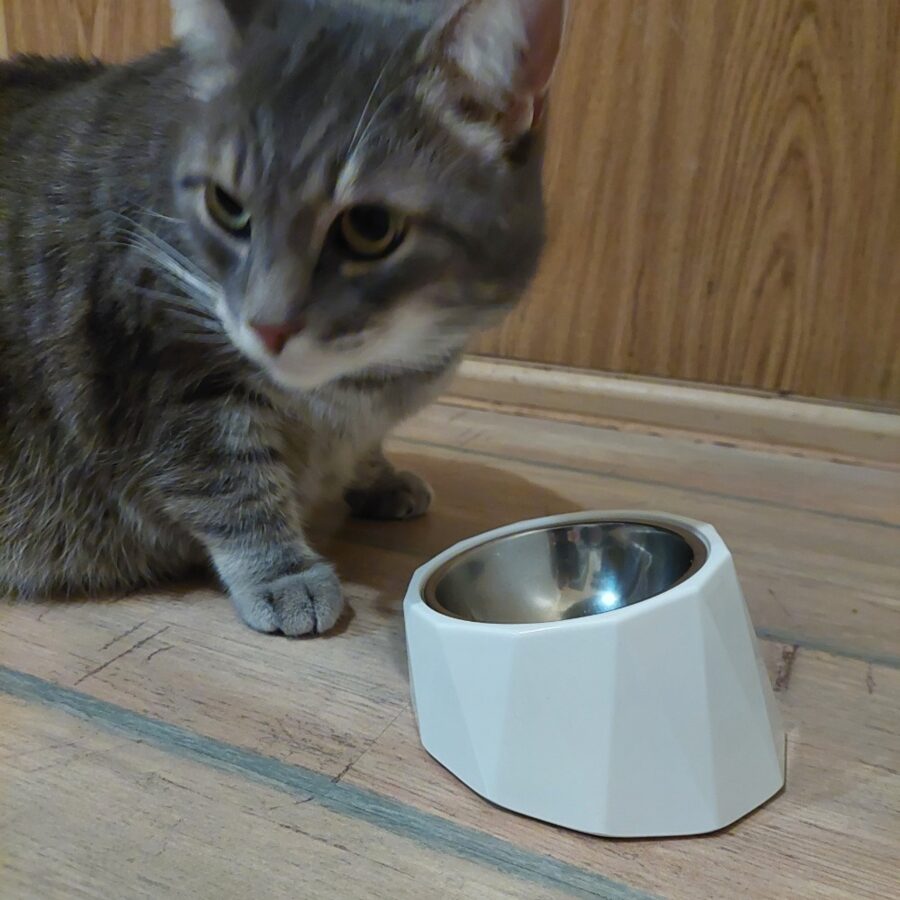 Cat Bowl / White / 15 cm