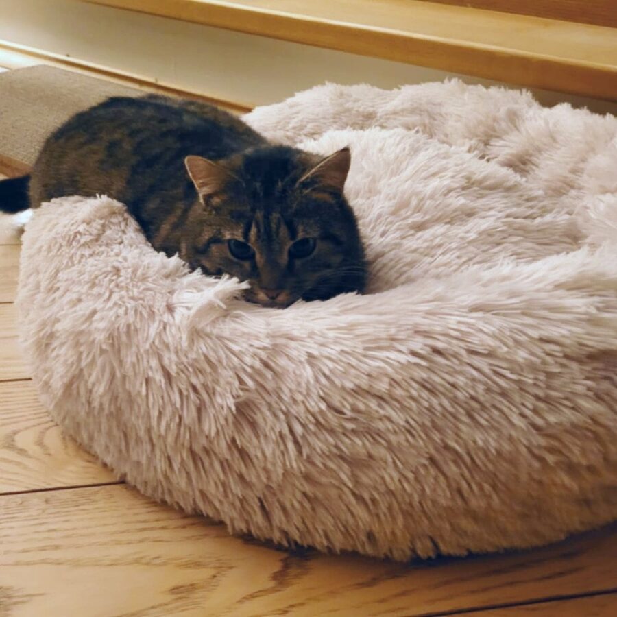 Cat Bed / 60 cm
