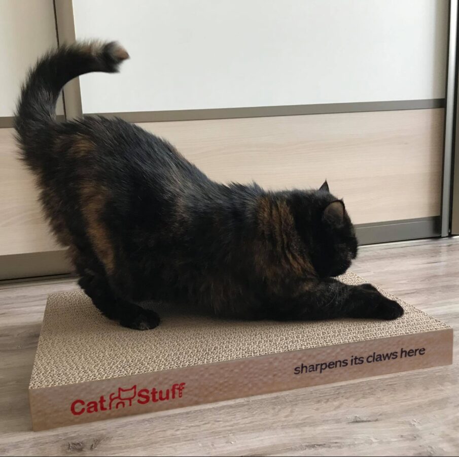 Catnip Scented Cat Scratcher / 55 x 33 x 5 cm